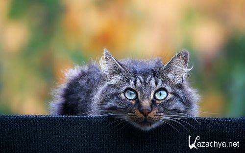 Wallpapers Mix �1932