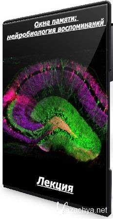 Окна памяти: нейробиология воспоминаний (Сергей Лопатин) (2025) Лекция Окна памяти: нейробиология воспоминаний (Сергей Лопатин) (2025) Лекция